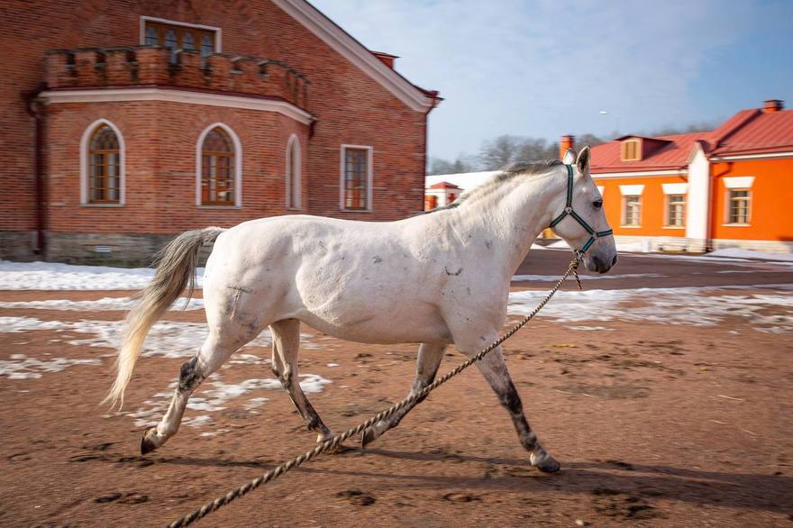 В музейном конном комплексе Царского Села живёт орловский рысак по кличке Карат