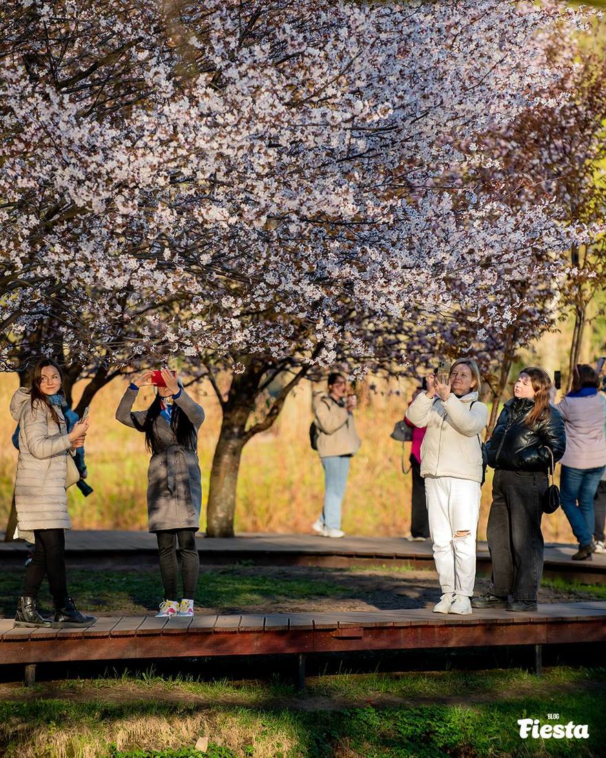 Совсем скоро Петербург украсит цветение сакуры