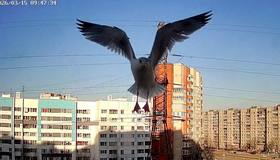 Чайка Клариса снова прилетела к своим кормильцам в Петербург. 