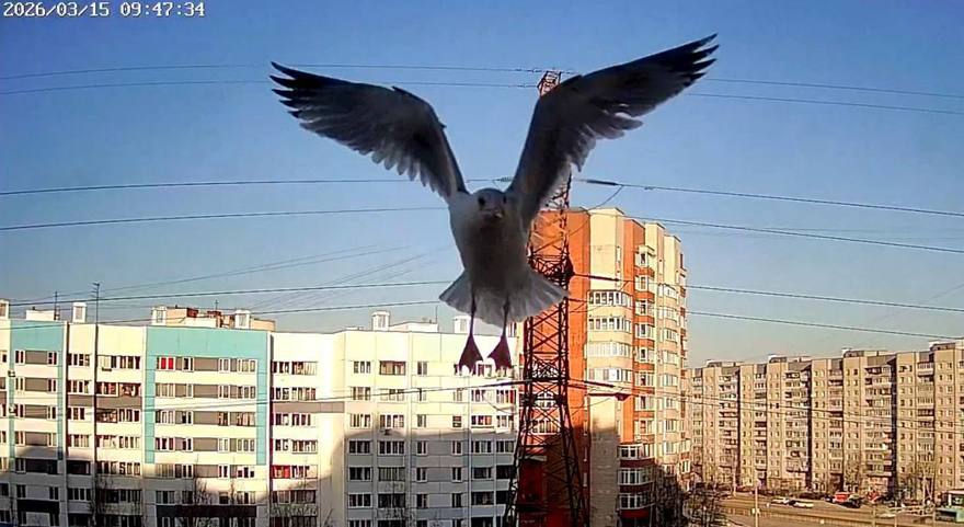 Чайка Клариса снова прилетела к своим кормильцам в Петербург. 