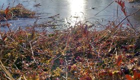 Жители Ленобласти собрали первую ягоду