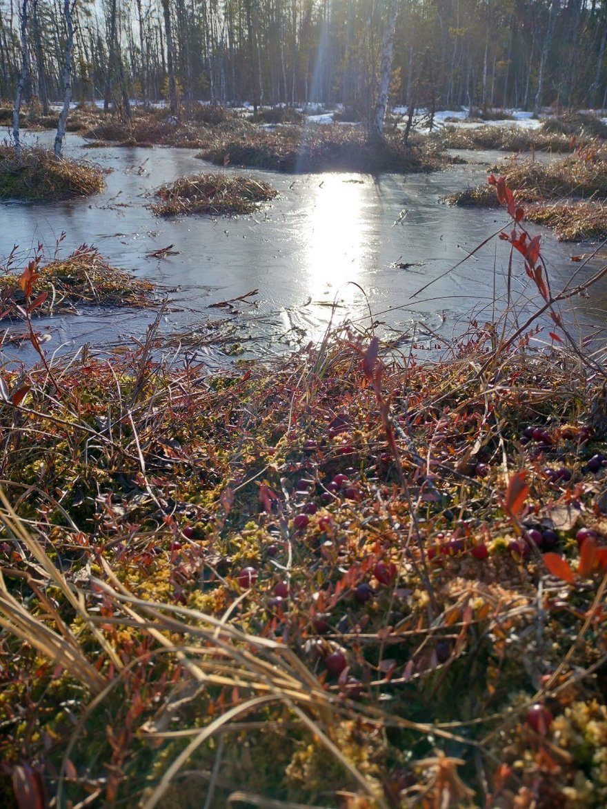 Жители Ленобласти собрали первую ягоду