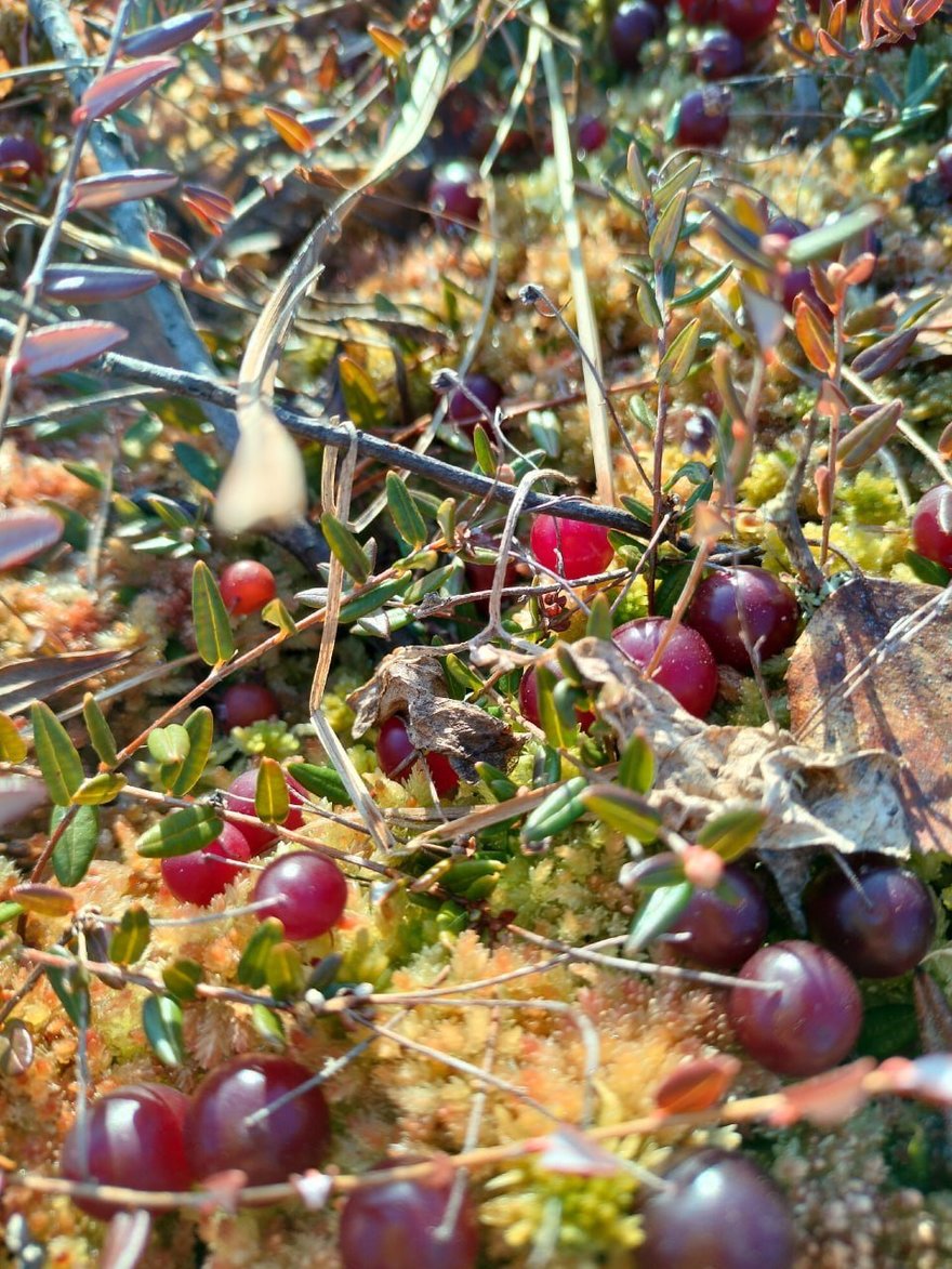 Жители Ленобласти собрали первую ягоду
