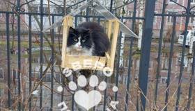 Котик забрался в кормушку и притворился птичкой в Приморском районе Петербурга.