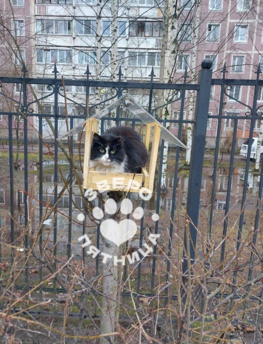 Котик забрался в кормушку и притворился птичкой в Приморском районе Петербурга.