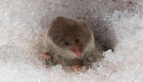 Ядовитую бурозубку встретили в Юнтолово