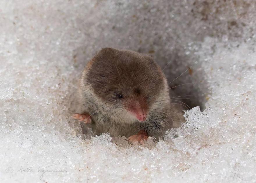 Ядовитую бурозубку встретили в Юнтолово