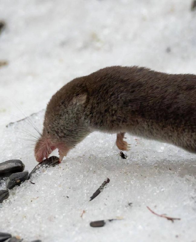 Ядовитую бурозубку встретили в Юнтолово