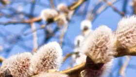 Верба распустилась в парке «Охта-Оккервиль».