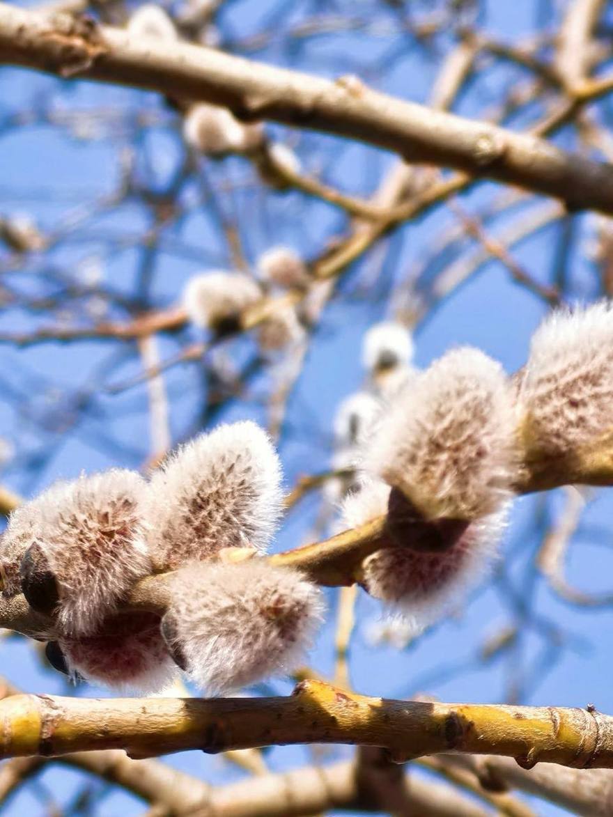 Верба распустилась в парке «Охта-Оккервиль».