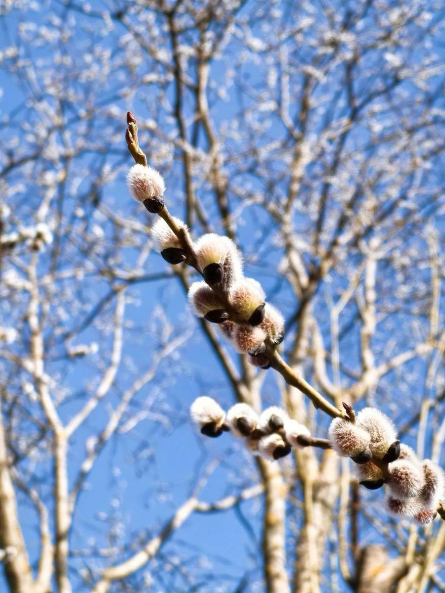Верба распустилась в парке «Охта-Оккервиль».