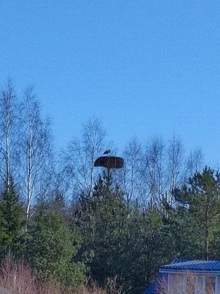 Красавцев-аистов замечают в Ленобласти на протяжении последних дней.