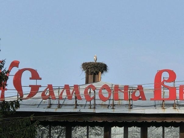 Красавцев-аистов замечают в Ленобласти на протяжении последних дней.