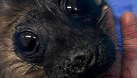 В Петербурге борются за жизнь детёныша нерпы