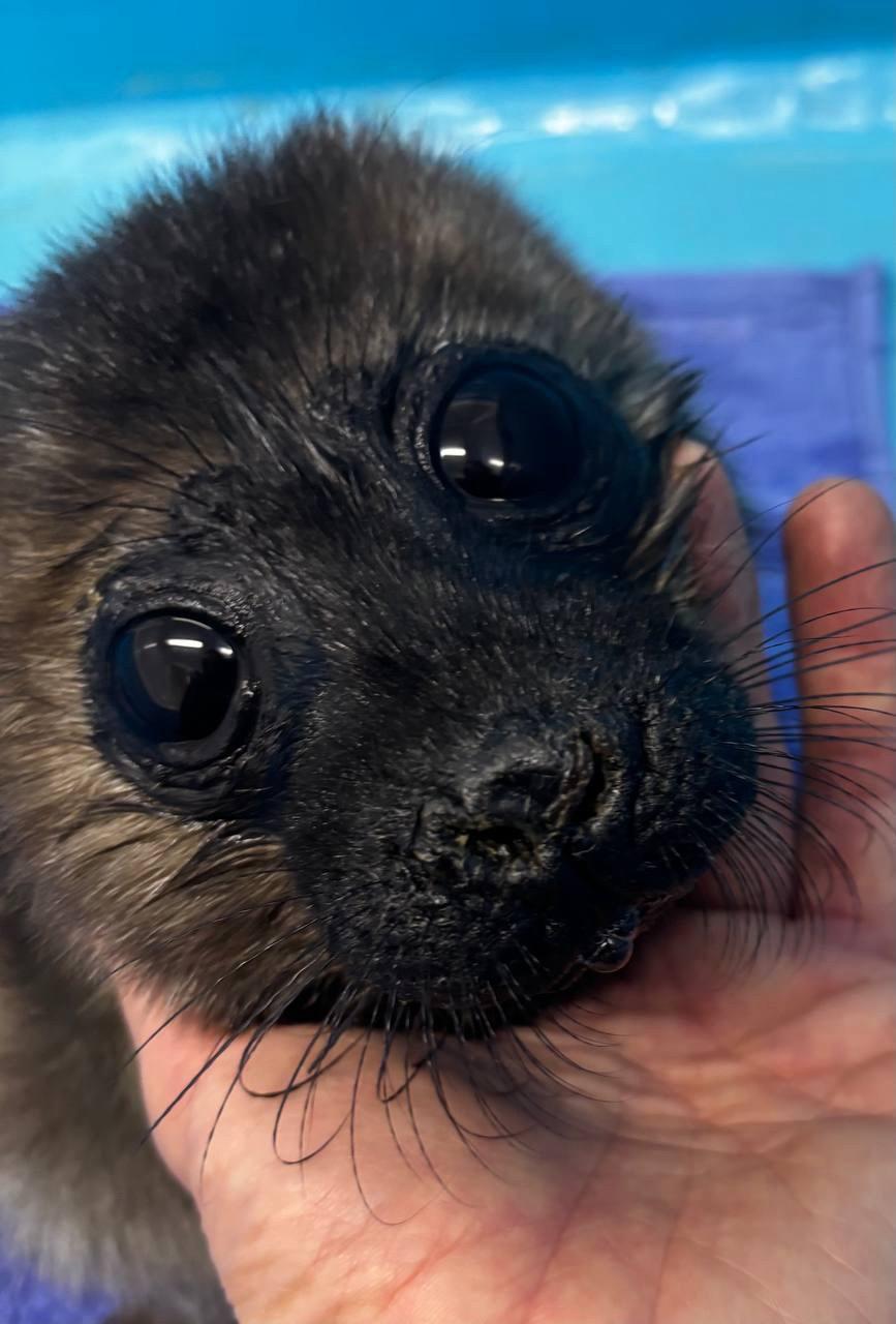 В Петербурге борются за жизнь детёныша нерпы