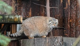 Весенний фестиваль «Пробуждение жизни» в зоопарке
