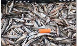 В Петербурге 15 апреля официально стартует сезон корюшки