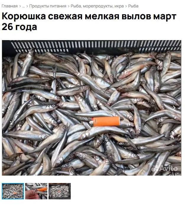 В Петербурге 15 апреля официально стартует сезон корюшки