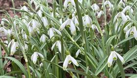 В Ботаническом саду Петербурга распустились первые подснежники.