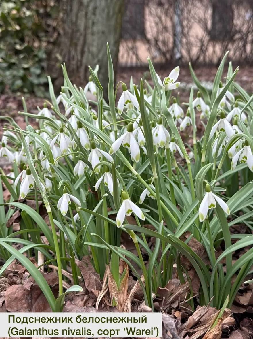 В Ботаническом саду Петербурга распустились первые подснежники.