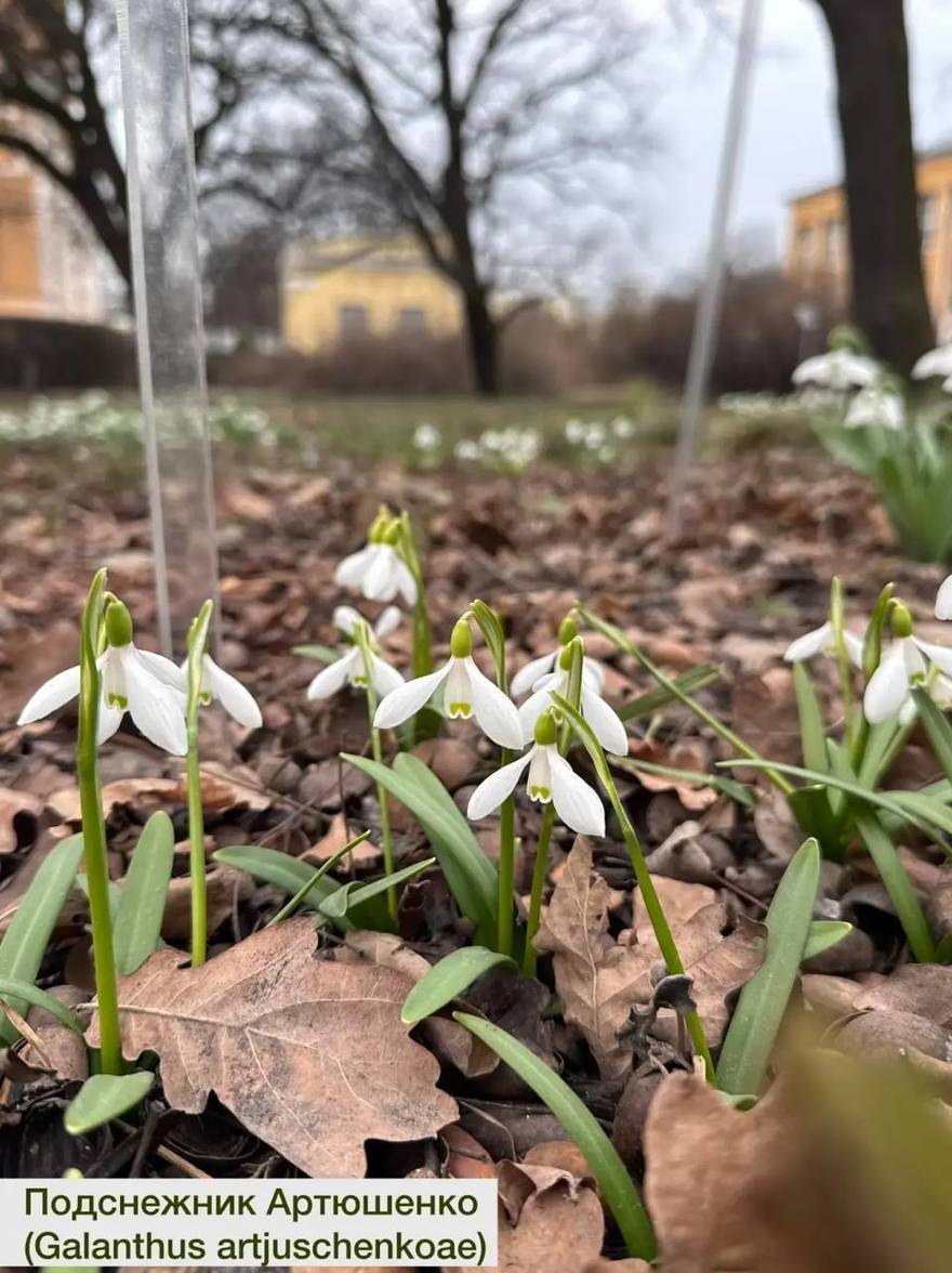 В Ботаническом саду Петербурга распустились первые подснежники.
