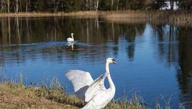Один из самых трогательных знаков весны в Гатчине случился снова — лебеди покинули зимние домики на Дворцовой ферме и неспешно направились к Чесменской бухте. 