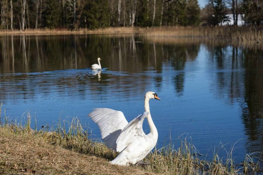 Один из самых трогательных знаков весны в Гатчине случился снова — лебеди покинули зимние домики на Дворцовой ферме и неспешно направились к Чесменской бухте. 