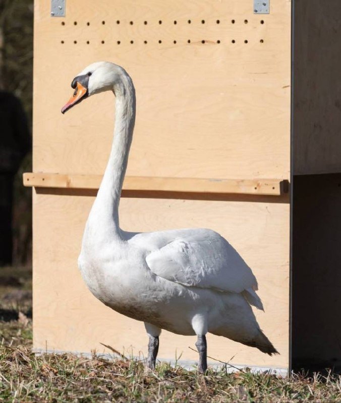 Один из самых трогательных знаков весны в Гатчине случился снова — лебеди покинули зимние домики на Дворцовой ферме и неспешно направились к Чесменской бухте. 