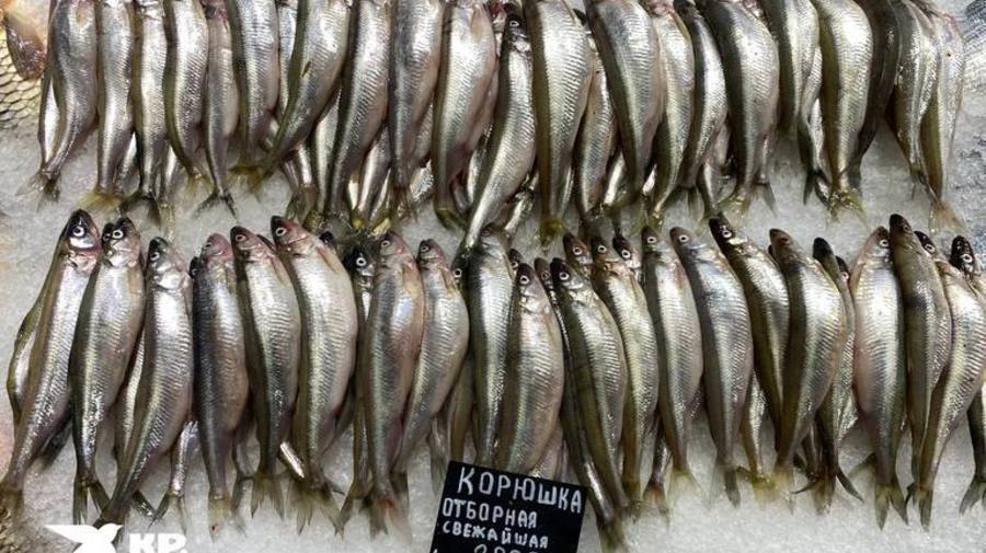 На прилавках Сытного рынка появилась первая корюшка. Цена вопроса — 2900 рублей за килограмм. 