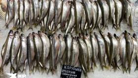 На прилавках Сытного рынка появилась первая корюшка. Цена вопроса — 2900 рублей за килограмм. 