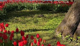 Фестиваль тюльпанов пройдёт на Елагином острове
