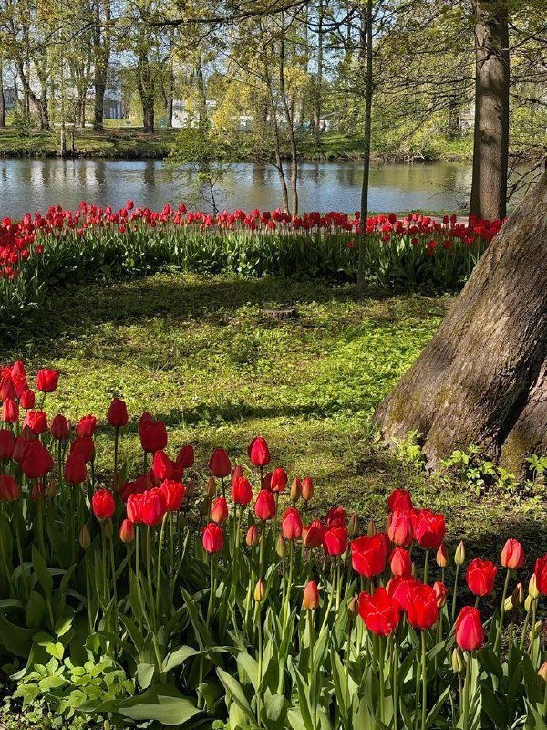 Фестиваль тюльпанов пройдёт на Елагином острове
