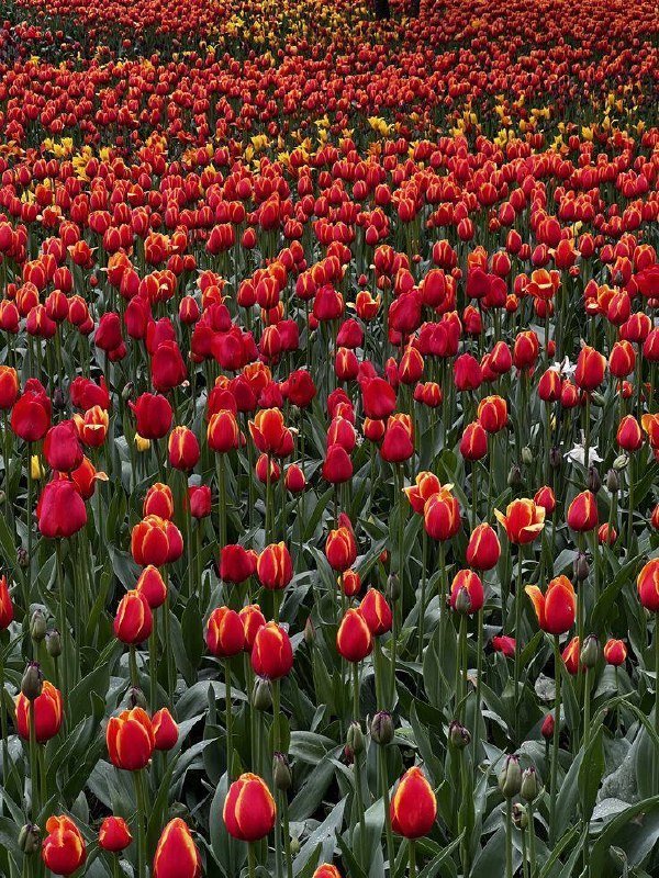 Фестиваль тюльпанов пройдёт на Елагином острове