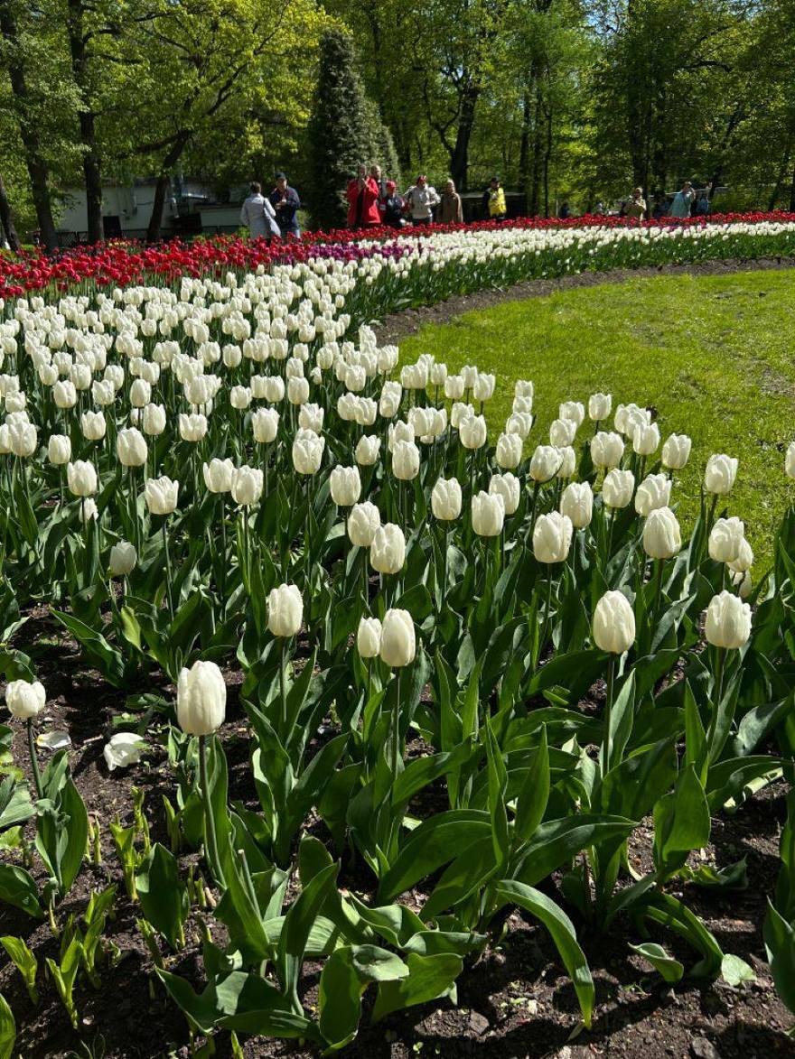 Фестиваль тюльпанов пройдёт на Елагином острове