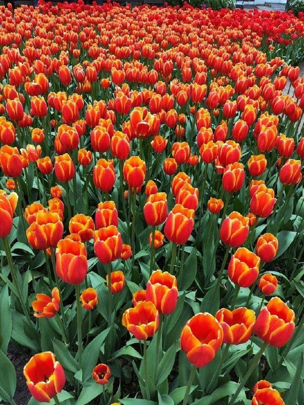 Фестиваль тюльпанов пройдёт на Елагином острове