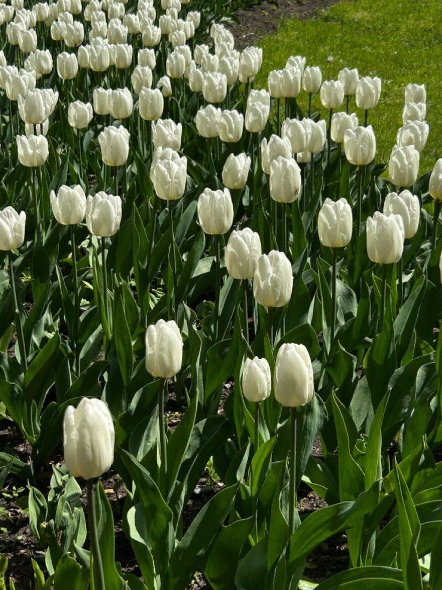 Фестиваль тюльпанов пройдёт на Елагином острове