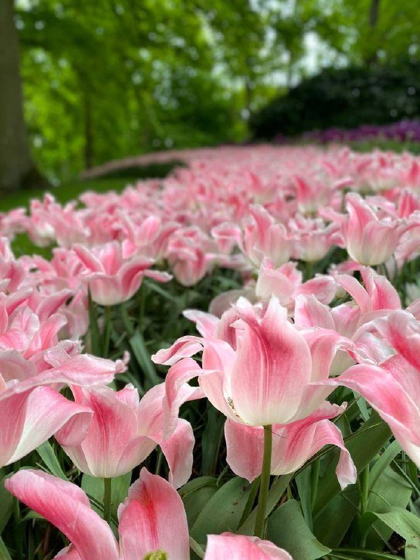 Фестиваль тюльпанов пройдёт на Елагином острове