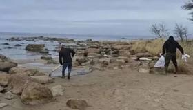 Целый день экологи и волонтеры очищали берег Финского залива от последствий нефтяного загрязнения.