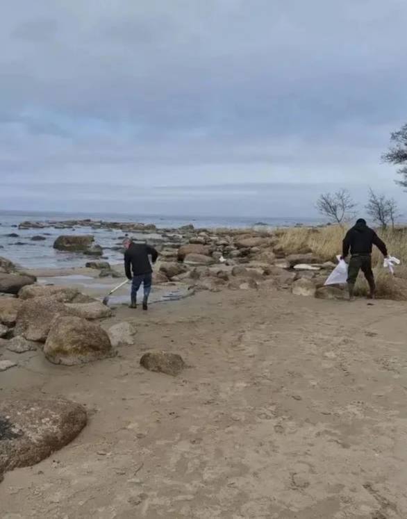 Целый день экологи и волонтеры очищали берег Финского залива от последствий нефтяного загрязнения.