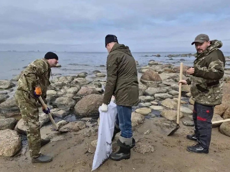 Целый день экологи и волонтеры очищали берег Финского залива от последствий нефтяного загрязнения.