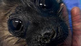 Малышам из Ладоги нужна тишина