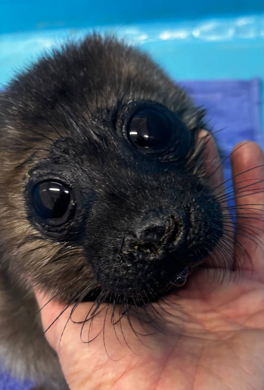 Малышам из Ладоги нужна тишина