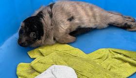 Маленькая жительница Балтики попала под опеку «Фонда друзей балтийской нерпы»