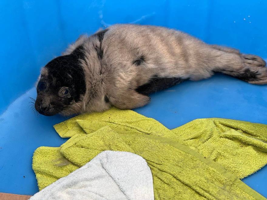 Маленькая жительница Балтики попала под опеку «Фонда друзей балтийской нерпы»