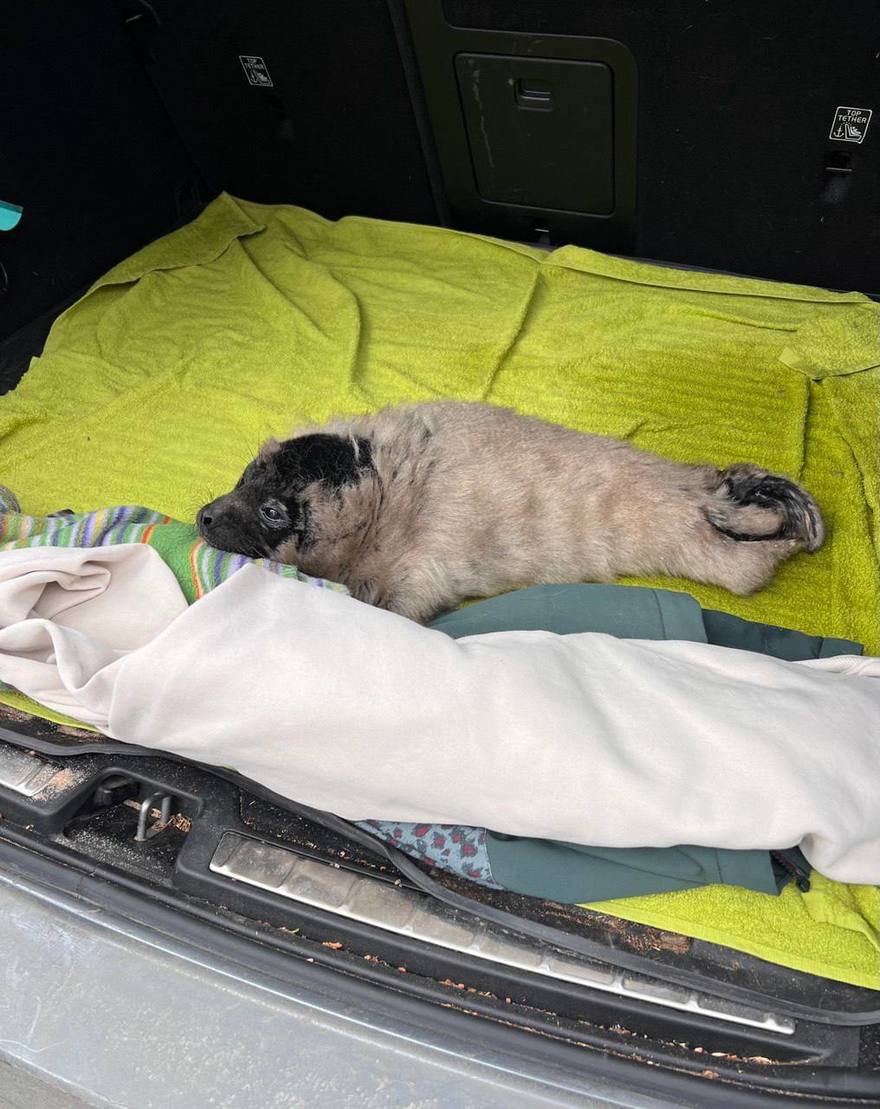 Маленькая жительница Балтики попала под опеку «Фонда друзей балтийской нерпы»