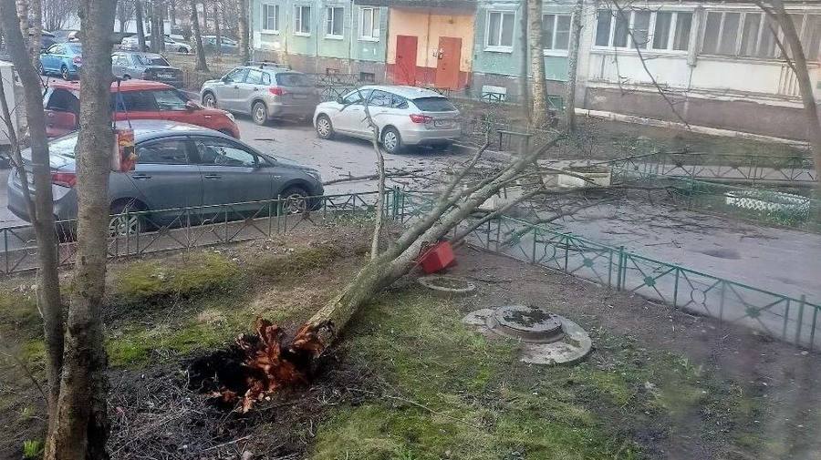 Мощный ветер валит всё на своём пути в Петербурге. Последствия — на фото.