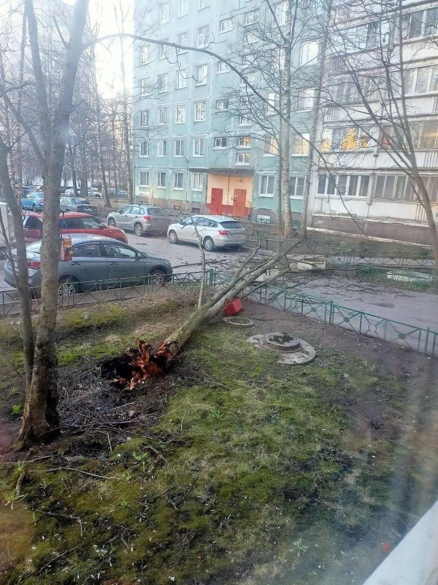Мощный ветер валит всё на своём пути в Петербурге. Последствия — на фото.
