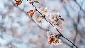 В Саду Дружбы просыпается сакура 