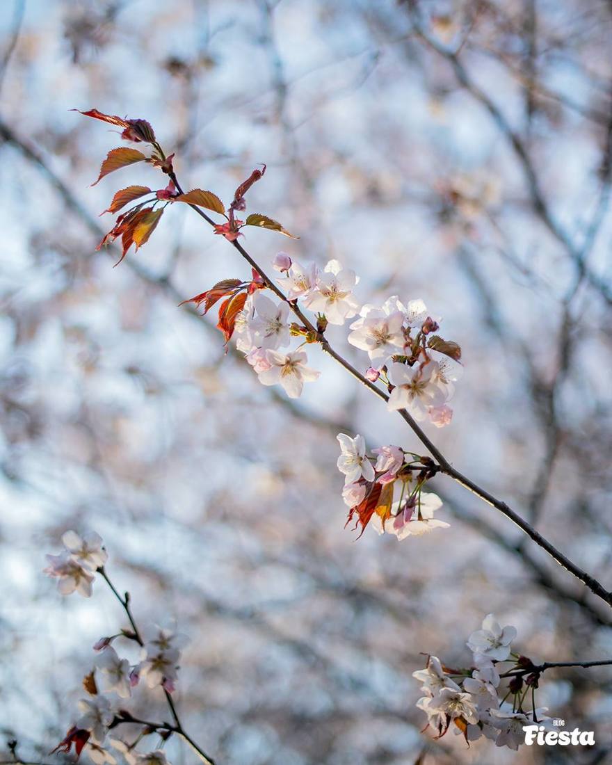 В Саду Дружбы просыпается сакура 