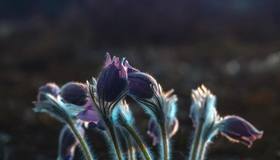 В лесах Ленобласти расцвела сон-трава